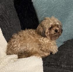 Lost Male Dog last seen Five palms dr, San Antonio, TX 78242