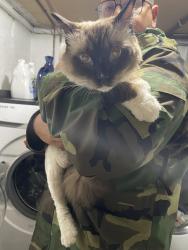 Found/Stray Unknown Cat last seen Bellerose, Queens, NY 11426