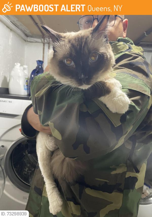 Found/Stray Unknown Cat last seen Bellerose, Queens, NY 11426