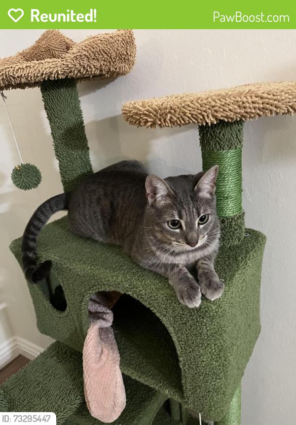 Reunited Male Cat last seen Morse Ave, Sunnyvale, CA 94085