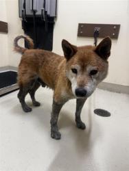 Shelter Stray Male Dog last seen E WARREN/KATO ST, 1950 Stevenson Blvd, Fremont, CA 94538, USA
