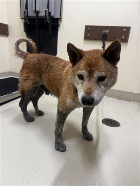 Shelter Stray Male Dog last seen E WARREN/KATO ST, 1950 Stevenson Blvd, Fremont, CA 94538, USA