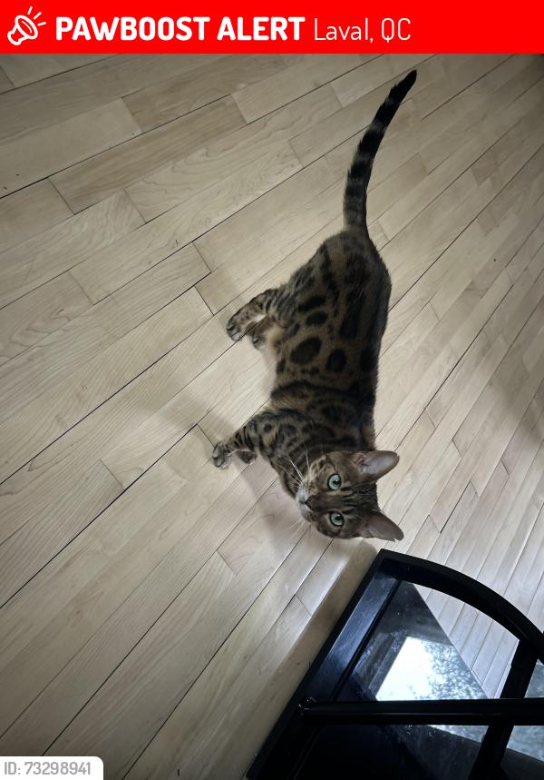Lost Female Cat last seen Boulevard Dagenais ouest, Laval, QC 