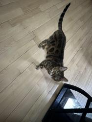 Lost Female Cat last seen Boulevard Dagenais ouest, Laval, QC 