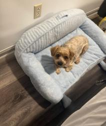 Lost Male Dog last seen Near Miller Street Lithia Springs, Ga, Lithia Springs, GA 30122