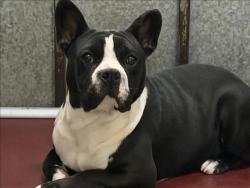 Shelter Stray Male Dog last seen , 1850 W 60th St, Los Angeles, CA 90047, USA