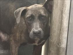 Shelter Stray Female Dog last seen , 1850 W 60th St, Los Angeles, CA 90047, USA