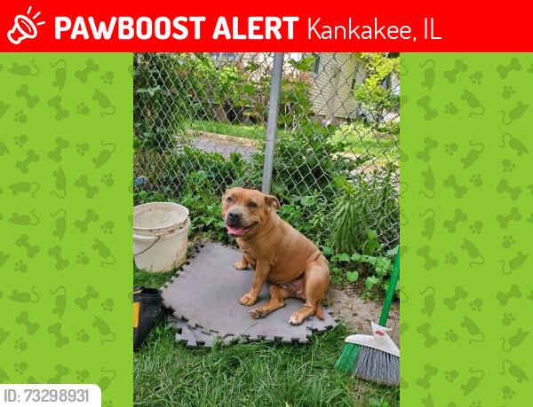 Lost Female Dog last seen Near Gregg Street Kankakee, IL 60901, Kankakee, IL 60901