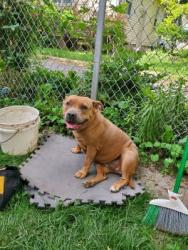 Lost Female Dog last seen Near Gregg Street Kankakee, IL 60901, Kankakee, IL 60901