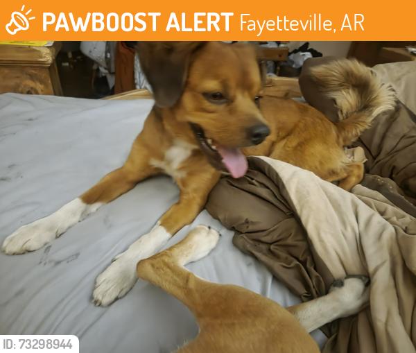Found/Stray Male Dog last seen Wyman Rd, Fayetteville, AR 72701