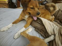 Found/Stray Male Dog last seen Wyman Rd, Fayetteville, AR 72701