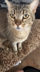Lost Female Cat last seen Walnut Creek parkway, West Covina, CA 91791