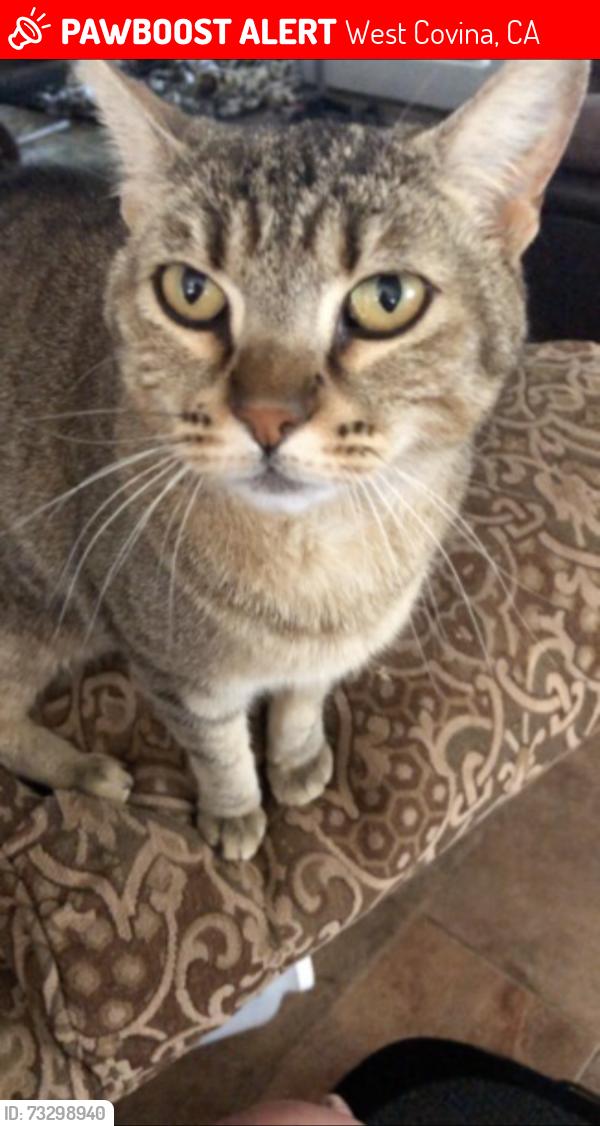 Lost Female Cat last seen Walnut Creek parkway, West Covina, CA 91791