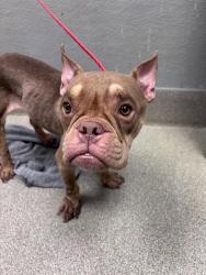 Shelter Stray Female Dog last seen Near BLOCK E TROPICANA AVE, LAS VEGAS NV 89169, 655 N Mojave Rd, Las Vegas, NV 89101, USA