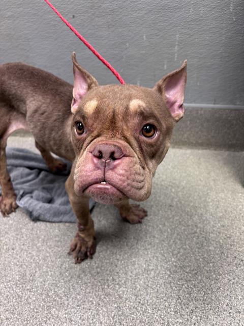 Shelter Stray Female Dog last seen Near BLOCK E TROPICANA AVE, LAS VEGAS NV 89169, 655 N Mojave Rd, Las Vegas, NV 89101, USA