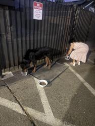 Found/Stray Male Dog last seen Near willow st Sacramento, Sacramento, CA 95838