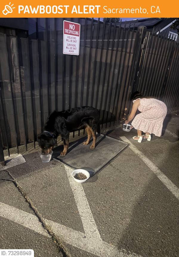 Found/Stray Male Dog last seen Near willow st Sacramento, Sacramento, CA 95838