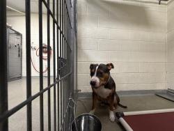 Shelter Stray Female Dog last seen Near BLOCK W 5400 S, TAYLORSVILLE UT 84123, 4522 W 3500 S, West Valley City, UT 84120, USA