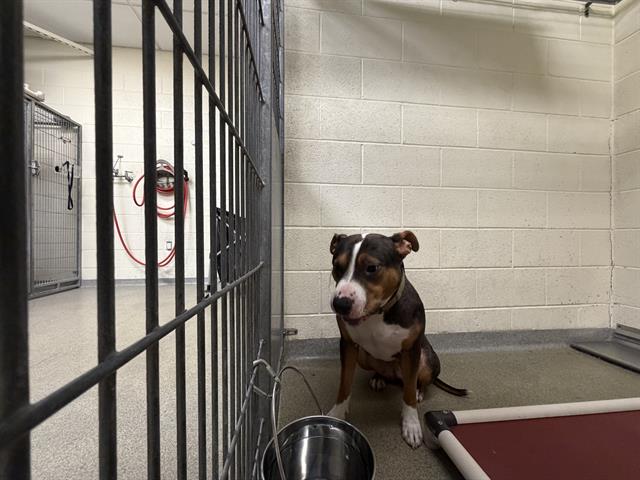 Shelter Stray Female Dog last seen Near BLOCK W 5400 S, TAYLORSVILLE UT 84123, 4522 W 3500 S, West Valley City, UT 84120, USA