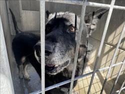 Shelter Stray Male Dog last seen , 957 N Gaffey St, San Pedro, CA 90731, USA