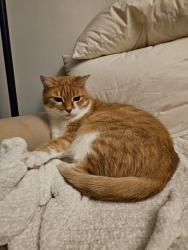 Reunited Male Cat last seen Elmwood Claremont Avenue, West Chicago, IL 60185