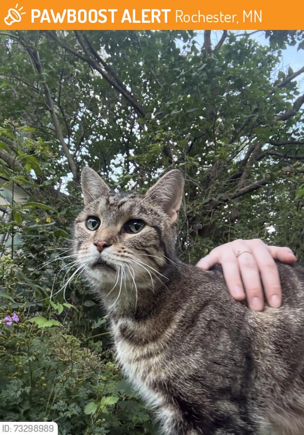 Found/Stray Male Cat last seen Country Club Manor, Rochester, MN 55901