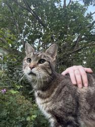 Found/Stray Male Cat last seen Country Club Manor, Rochester, MN 55901