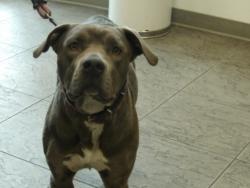 Shelter Stray Female Dog last seen , 11361 W Pico Blvd, Los Angeles, CA 90064, USA