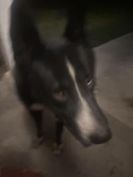 Found/Stray Male Dog last seen Near vale vista dr, Fontana, CA 92337