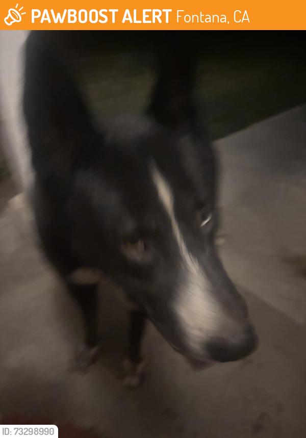 Found/Stray Male Dog last seen Near vale vista dr, Fontana, CA 92337