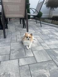 Reunited Male Dog last seen Montgomery Ave and Union blvd. Bay shore, Bay Shore, NY 11706