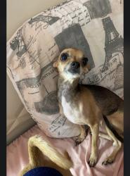 Lost Female Dog last seen Harris and Clay st, Sacramento, CA 95838