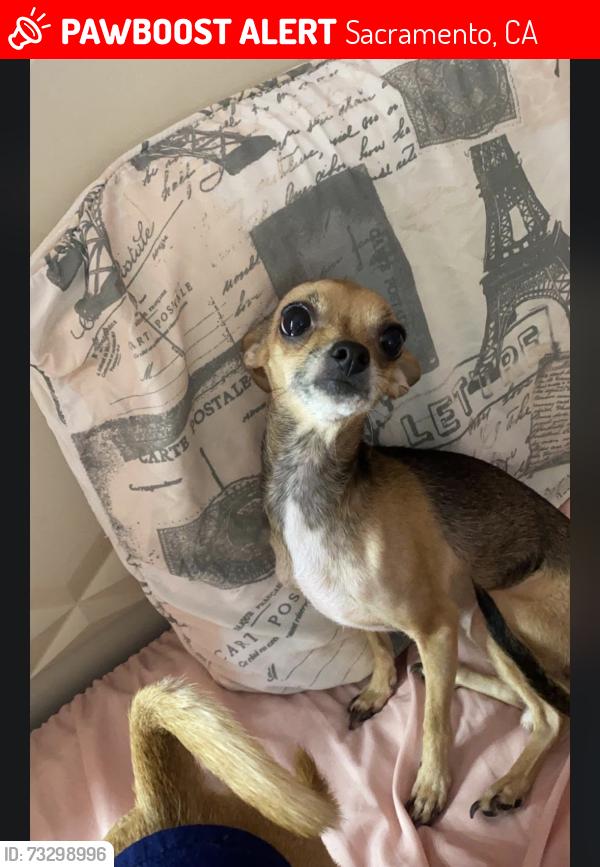 Lost Female Dog last seen Harris and Clay st, Sacramento, CA 95838
