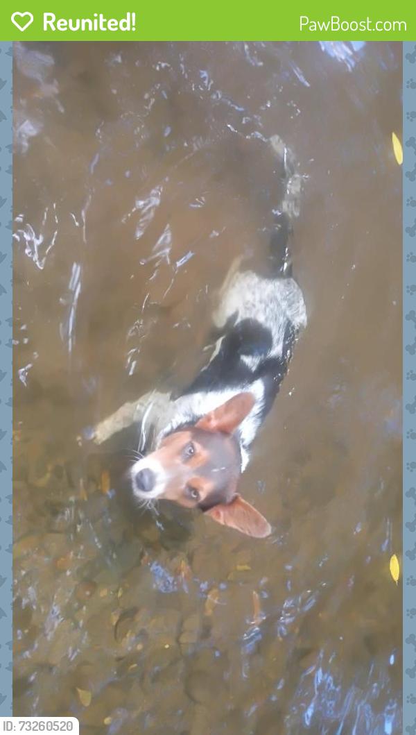 Reunited Female Dog last seen Brown bridge rd, Dalton, GA 30721