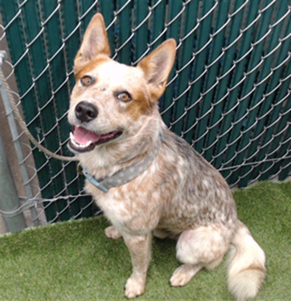 Shelter Stray Male Dog last seen , 11258 Garfield Ave, Downey, CA 90242, USA