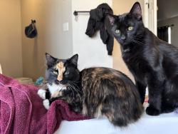 Lost Female Cat last seen Near archer and hans peak, Pueblo West, CO 81007