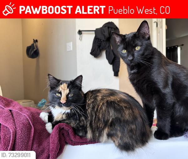 Lost Female Cat last seen Near archer and hans peak, Pueblo West, CO 81007