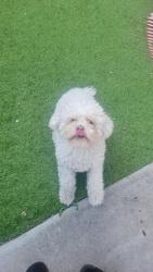 Reunited Male Dog last seen Nodal Dr. & Las Casitas Dr, Salinas, CA 93905