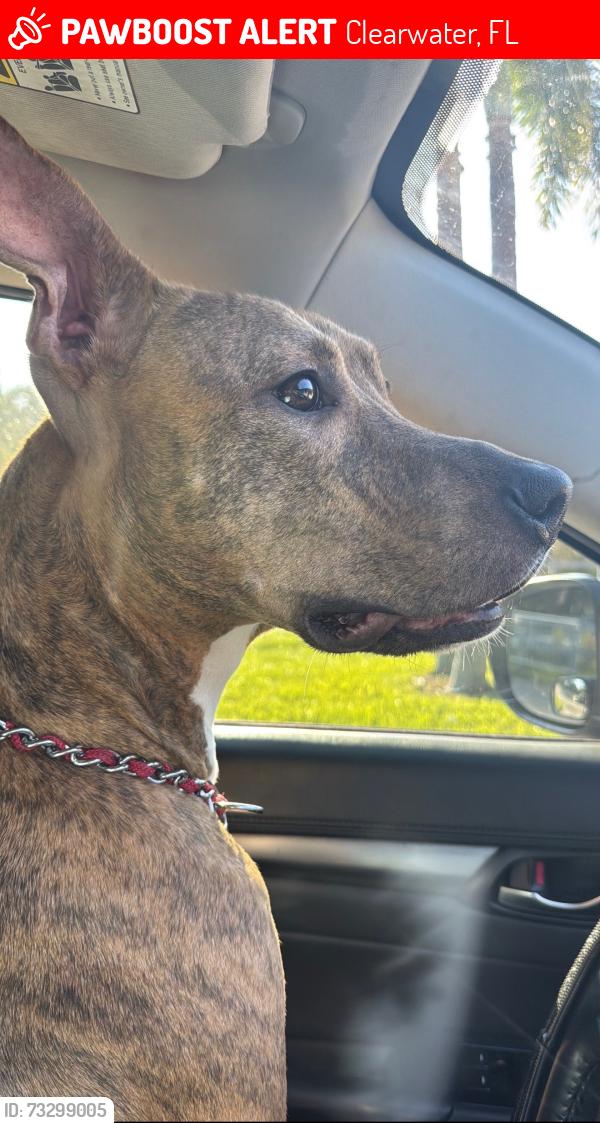 Lost Female Dog last seen Bayside bridge, Clearwater, FL 33759