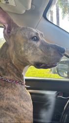 Lost Female Dog last seen Bayside bridge, Clearwater, FL 33759