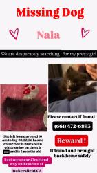 Lost Female Dog last seen Cleveland way, Bakersfield, CA 93304