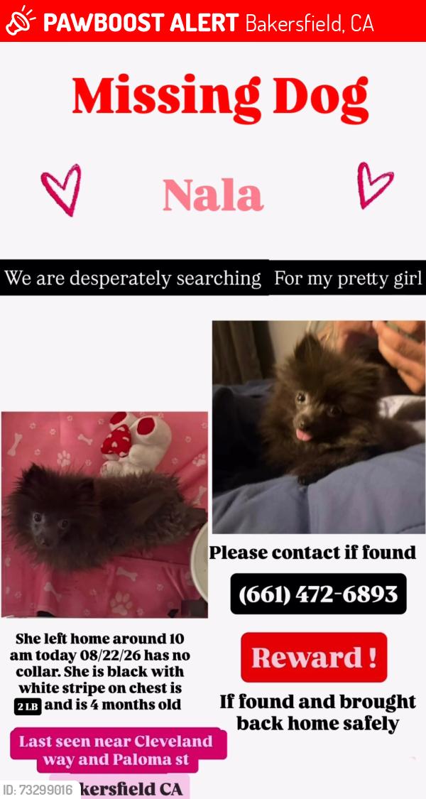 Lost Female Dog last seen Cleveland way, Bakersfield, CA 93304