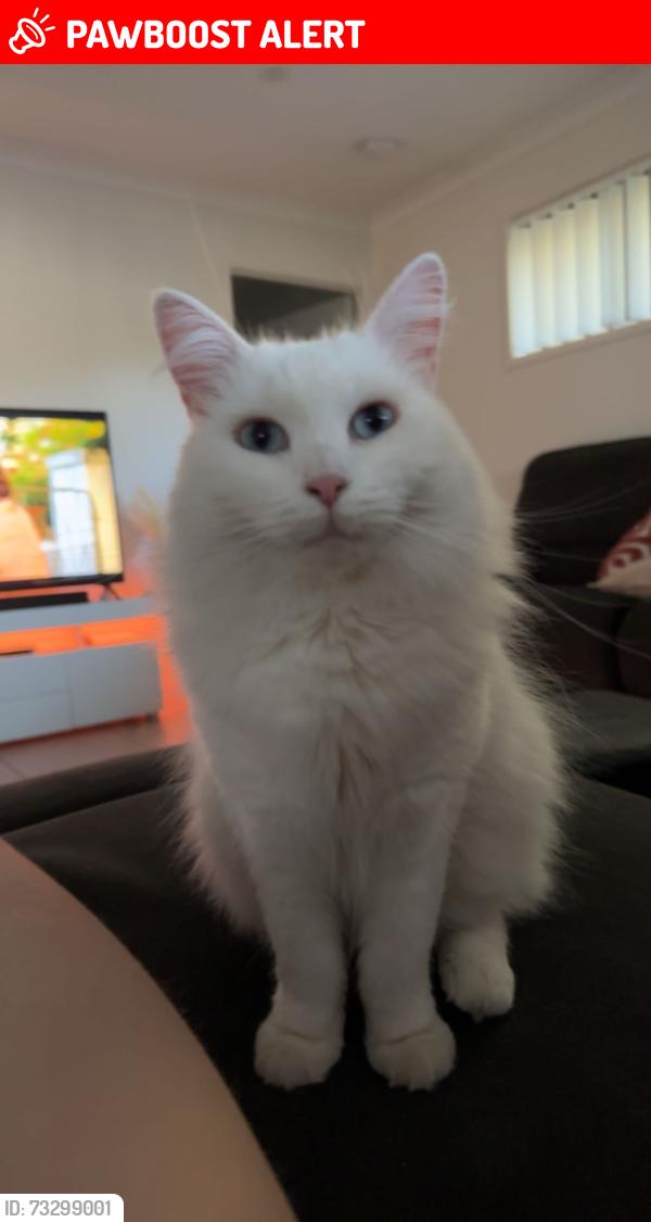 Lost Female Cat last seen Sierra Drive, Spring Mountain, QLD 4300