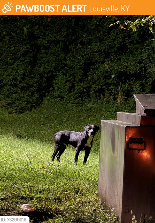 Found/Stray Male Dog last seen Midnight Munchies Food Truck, Louisville, KY 40291