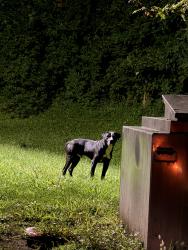 Found/Stray Male Dog last seen Midnight Munchies Food Truck, Louisville, KY 40291