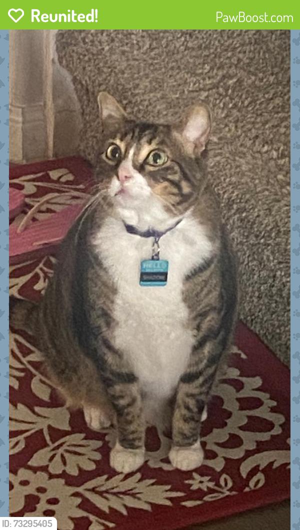Reunited Male Cat last seen Scarlatti Cantata Dr, Katy, TX 77493, USA, Katy, TX 77493