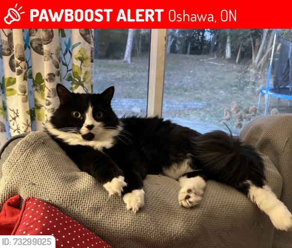Lost Male Cat last seen Regent Dr. and Keewatin St. N, Oshawa, ON 