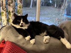 Lost Male Cat last seen Regent Dr. and Keewatin St. N, Oshawa, ON 