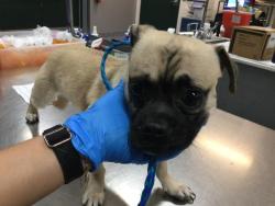 Shelter Stray Male Dog last seen Near BLOCK VAN BUREN ST/ CORAL MOUNTAIN ACADEMY ELEMENTARY SCHOOL, 72050 Pet Land Pl, Thousand Palms, CA 92276, USA