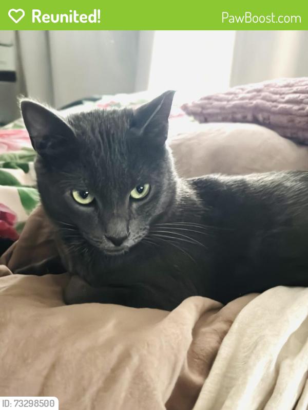 Reunited Male Cat last seen Shell Parkway and Redwood Shores Parkway, Redwood City, CA 94065
